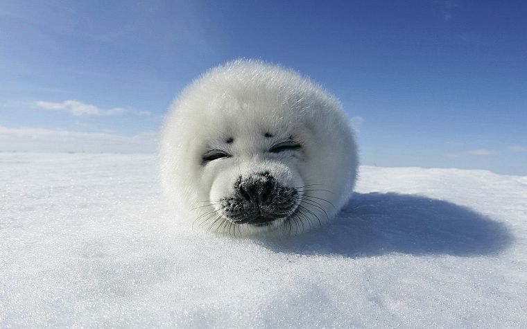 snow, seals, animals - desktop wallpaper
