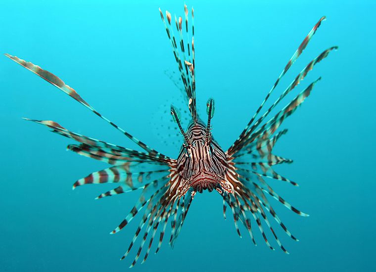 fish, lionfish, underwater - desktop wallpaper