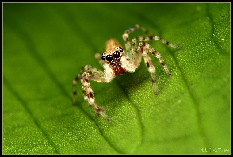 insects, spiders, arachnids - desktop wallpaper