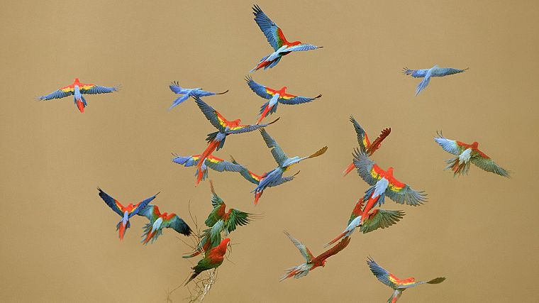 flying, birds, parrots, Peru, national, Scarlet Macaws - desktop wallpaper