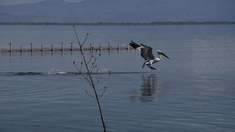 nature, animals, Greece, lakes, Macedonia, pelicans, Kerkini, kerkini lake - desktop wallpaper