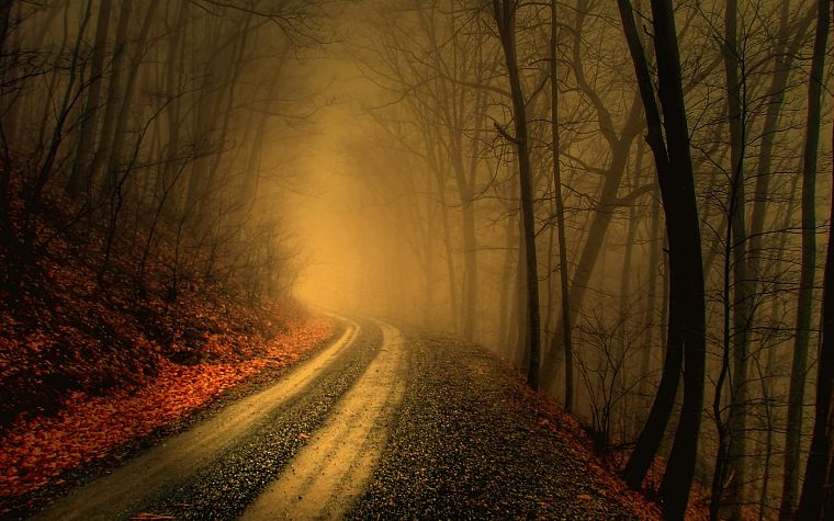 trees, autumn, forests, paths, fog, mist, roads - desktop wallpaper