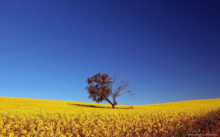 trees, fields, summer, yellow flowers, blue skies - desktop wallpaper