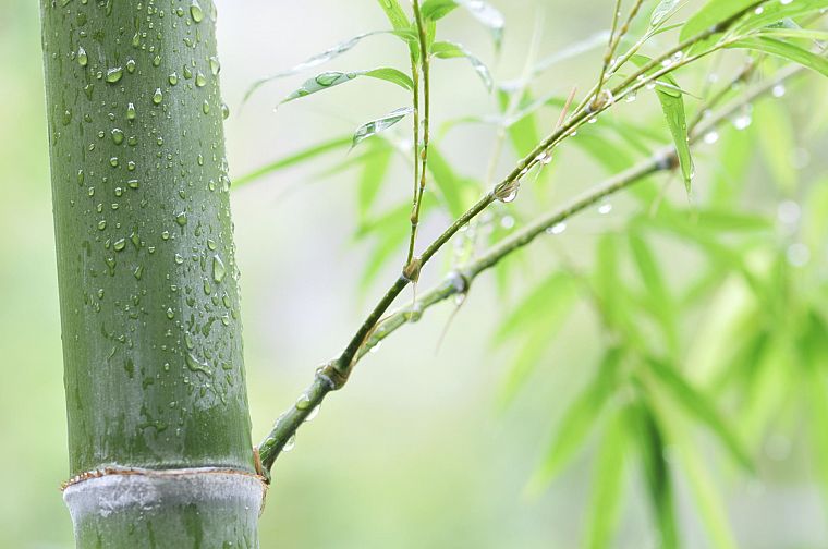 leaves, bamboo, plants - desktop wallpaper