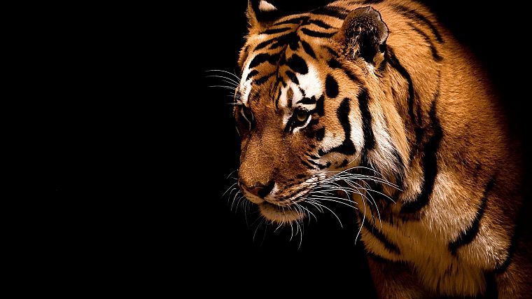 animals, tigers, black background - desktop wallpaper