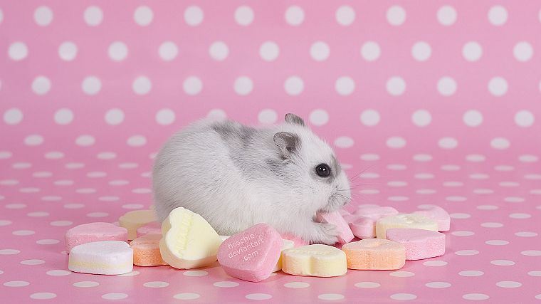 pink, hamsters, hearts, candies - desktop wallpaper