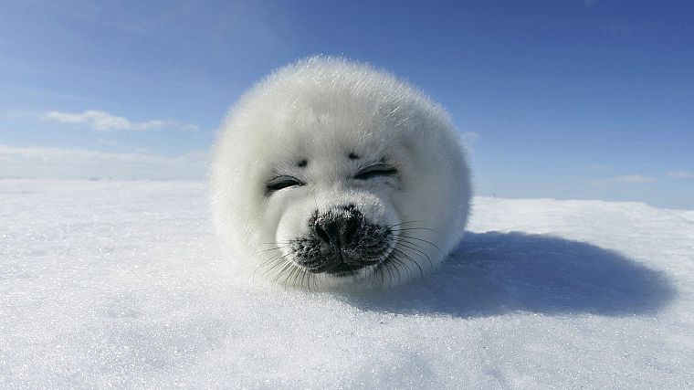 winter, snow, seals, animals - desktop wallpaper