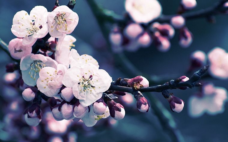close-up, nature, flowers, spring - desktop wallpaper