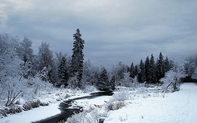 winter, snow, trees, forests, frost, rivers, creek - desktop wallpaper