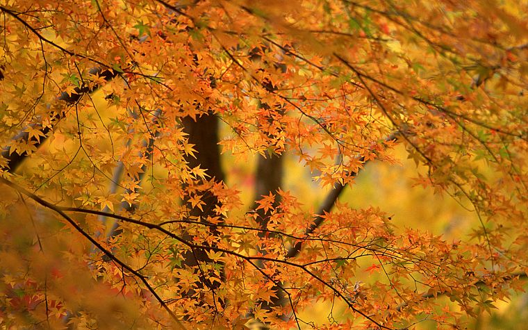 nature, leaf, trees, autumn, leaves - desktop wallpaper
