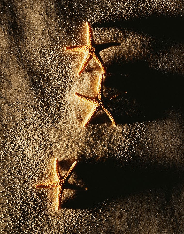 starfish - desktop wallpaper