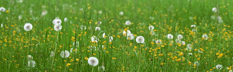 meadows, dandelions - desktop wallpaper