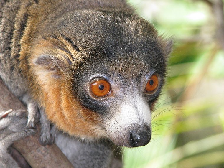 animals, lemur, primates - desktop wallpaper