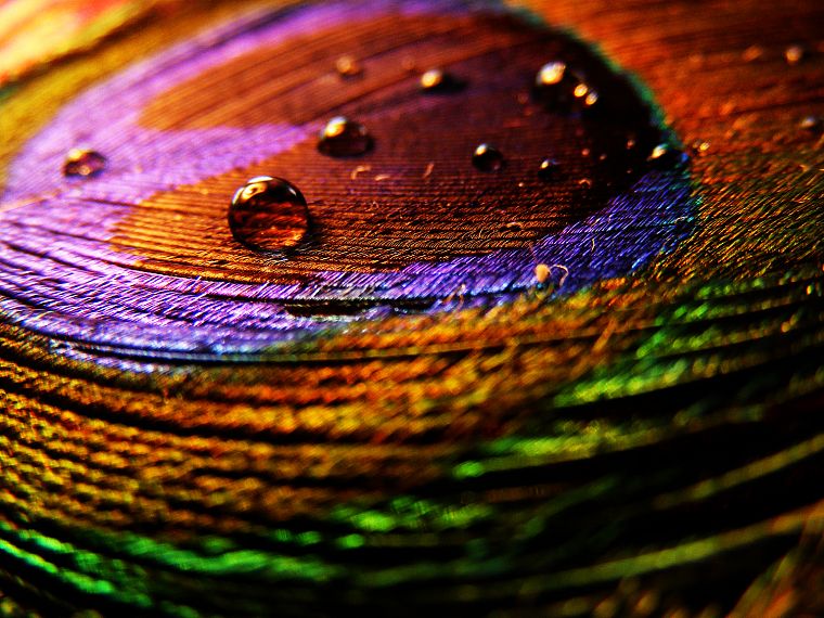 multicolor, water drops, macro - desktop wallpaper
