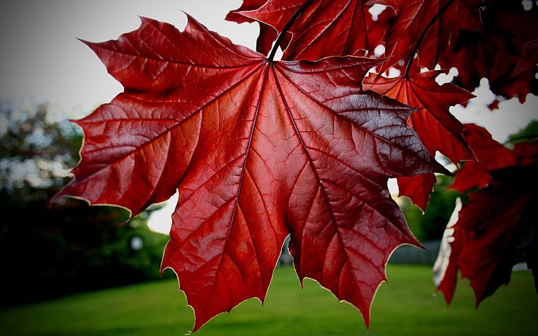 nature, leaf, red, plants - desktop wallpaper