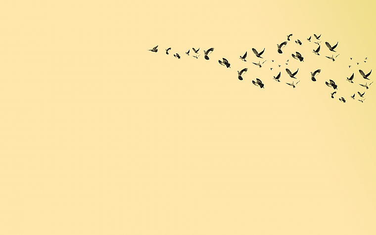 birds, pigeons - desktop wallpaper