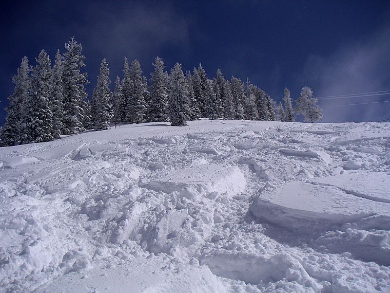 snow, trees, ski, snow landscapes - desktop wallpaper