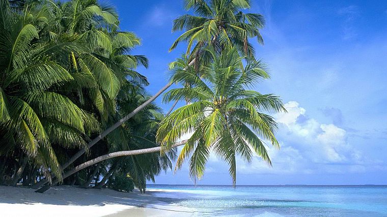 paradise, islands, palm trees, beaches - desktop wallpaper