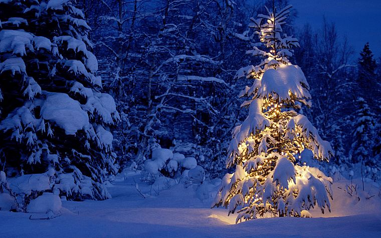 snow, trees, lights - desktop wallpaper