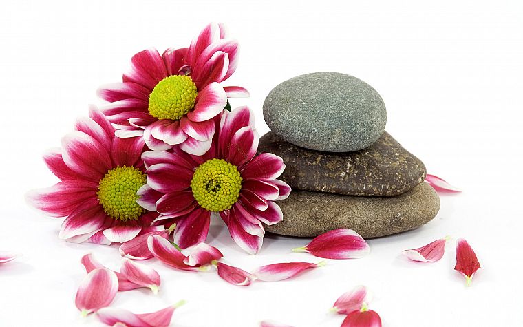flowers, stones, pebbles - desktop wallpaper