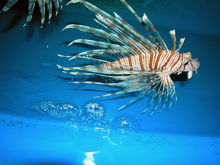 fish, lionfish - desktop wallpaper