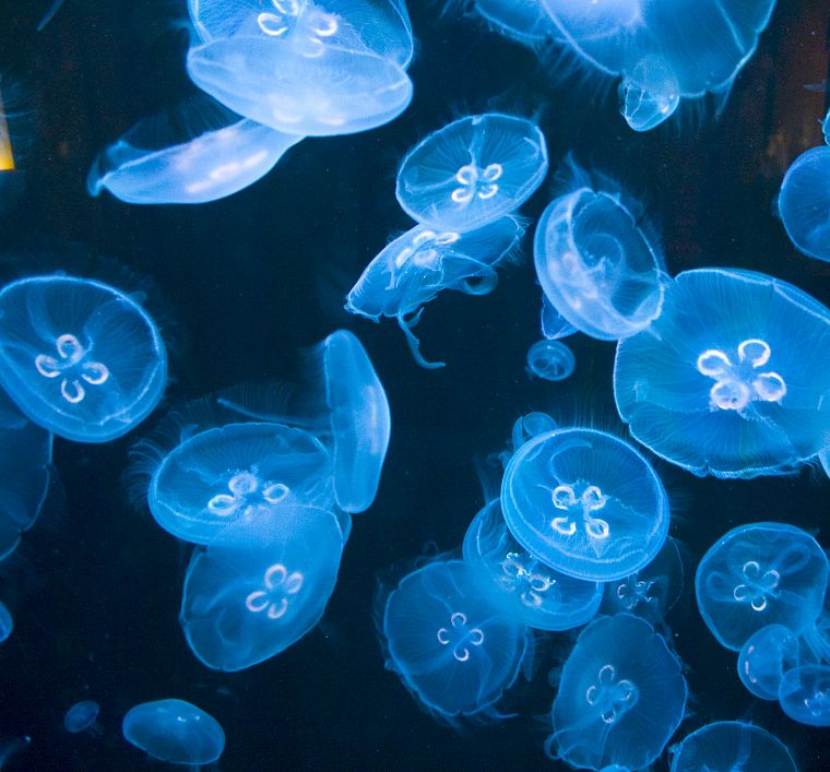jellyfish - desktop wallpaper