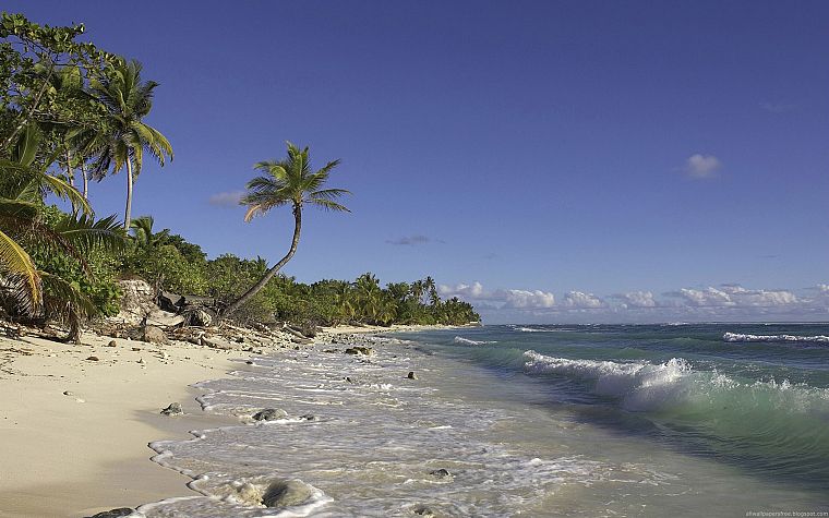 ocean, waves, tropical, palm trees, sea, beaches - desktop wallpaper