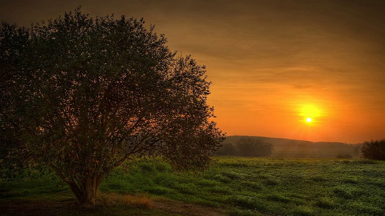 sunset, landscapes, trees, fields - desktop wallpaper