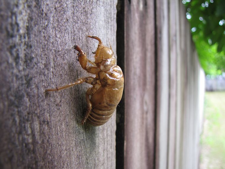 insects, macro, Cicada - desktop wallpaper