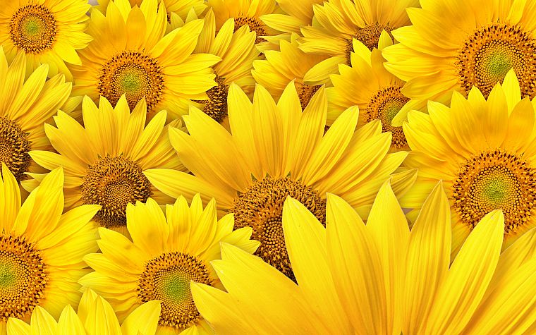 nature, flowers, sunflowers, yellow flowers - desktop wallpaper