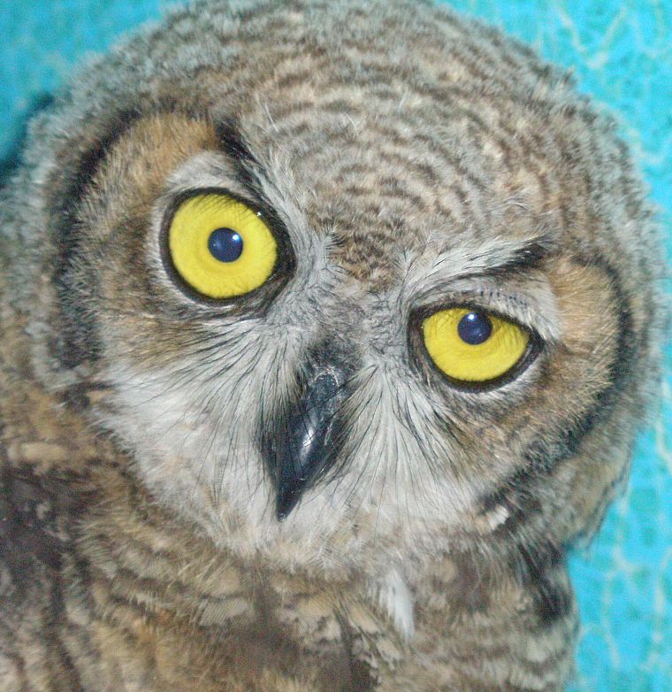 birds, yellow eyes, owls - desktop wallpaper