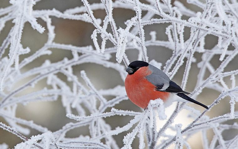 winter, birds, bullfinch - desktop wallpaper