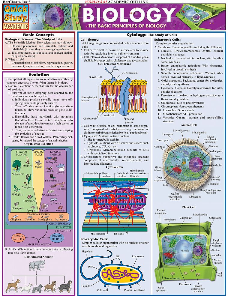 science, Biology, infographics - desktop wallpaper