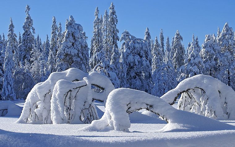 landscapes, winter, snow, trees, sunlight - desktop wallpaper