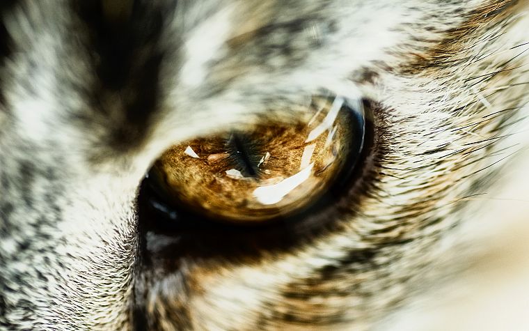 close-up, eyes, cats, animals - desktop wallpaper