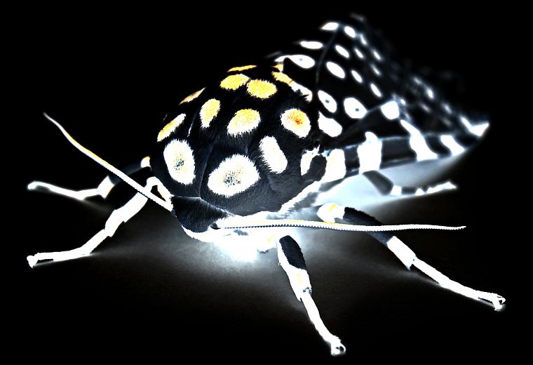 insects, moths - desktop wallpaper