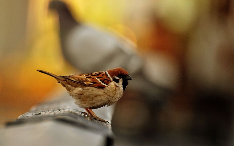 nature, birds, sparrow, macro - desktop wallpaper