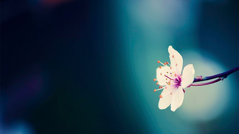 flowers, macro - desktop wallpaper