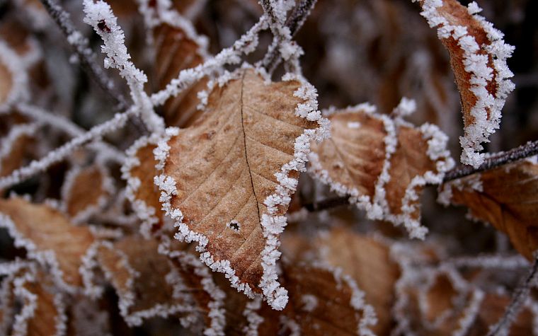 winter, leaves, frost - desktop wallpaper