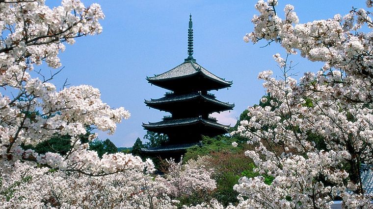 Japan, cherry blossoms, Kyoto, temples, Japanese architecture - desktop wallpaper