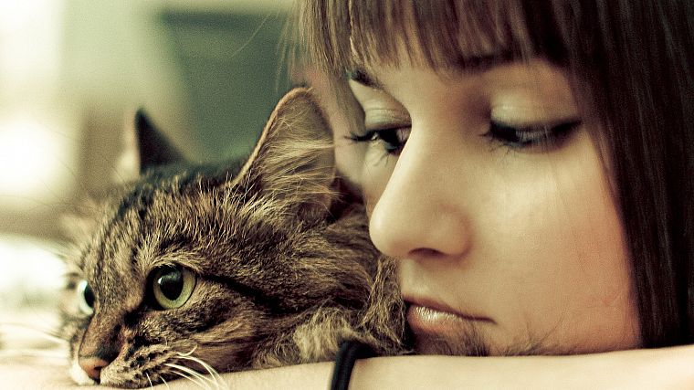 women, close-up, cats, together - desktop wallpaper