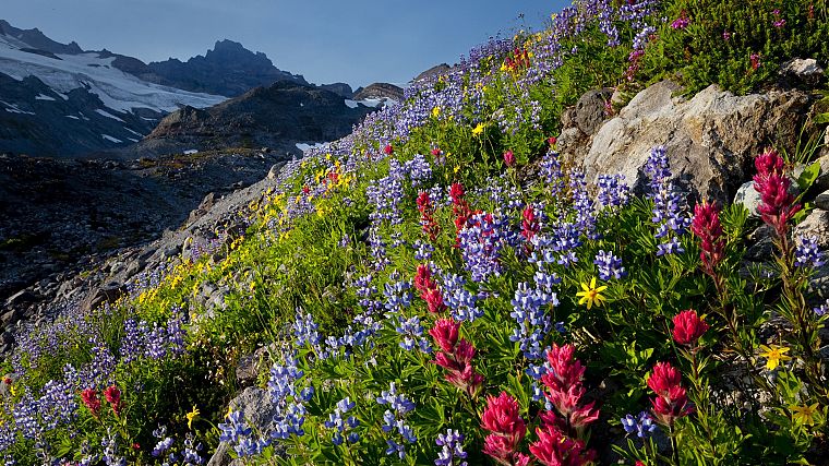 landscapes, nature, flowers, valleys, paradise, National Park, Washington, Mount Rainier, wildflowers - desktop wallpaper
