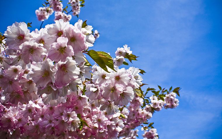 nature, trees, flowers, blossoms, pink flowers - desktop wallpaper