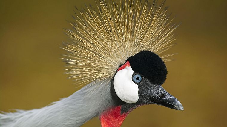 birds, cranes, Grey Crowned Crane - desktop wallpaper