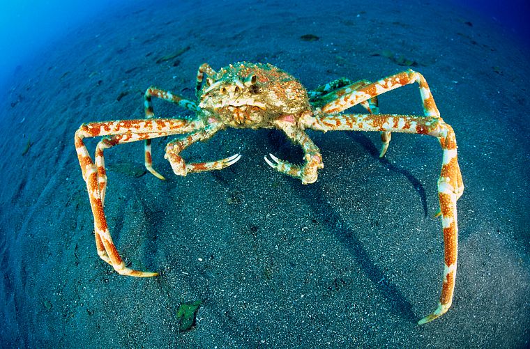 water, crustacean, crabs, japanese spider crab - desktop wallpaper