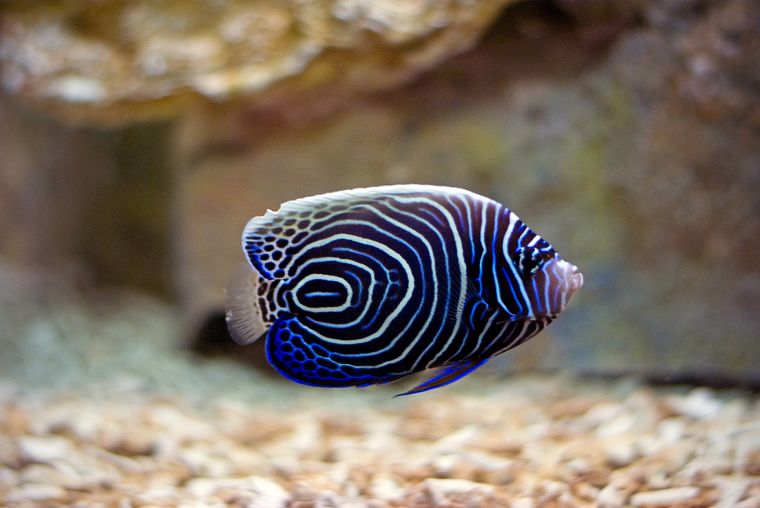 fish, tropical fish - desktop wallpaper