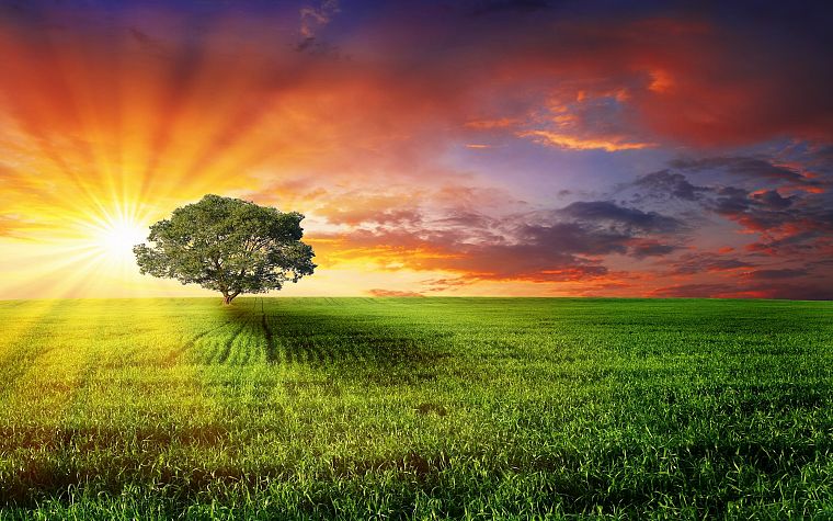 landscapes, nature, trees, multicolor, fields, sunlight - desktop wallpaper