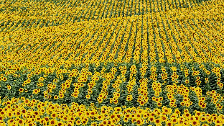 flowers, fields, plants, sunflowers - desktop wallpaper