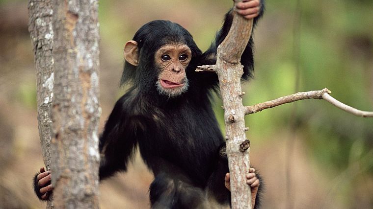 animals, apes - desktop wallpaper