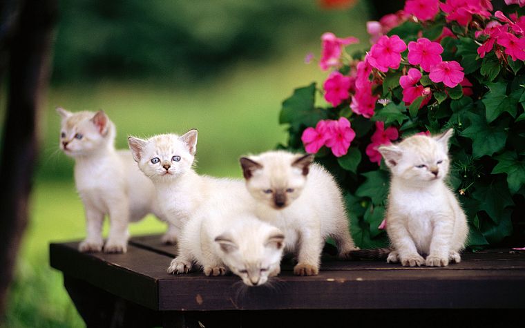 cats, animals, kittens, baby animals - desktop wallpaper